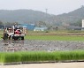 전북 쌀 재배면적 줄인다... 5777㏊ 논콩 등으로 전환