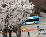 벚꽃 만개한 부산
