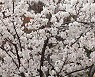 벚꽃 만개한 부산