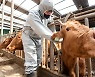 군산시, 소·염소 구제역 백신 일제 접종 나선다