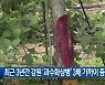 최근 3년간 강원 ‘과수화상병’ 3배 가까이 증가