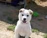 "이젠 강아지도 따돌려"…'믹스견 차별' 반려견 모임에 견주 '분통'