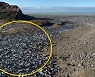 뉴질랜드 목장에 나타난 장어 떼…"수천 마리 말라 죽어"