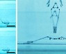 소금쟁이 똑닮은 로봇, 물 위에서 50cm '점프'...세계 최고 수준