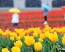 제주 흐린 가운데 가끔 비…낮 최고 11~16도