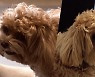 '사랑둥이 막내' 빵식이의 숨겨진 이야기…'세상에 나쁜 개는 없다'