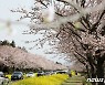 북적이는 제주 녹산로