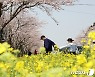 연분홍 벚꽃 아래 노란 유채꽃 '살랑살랑'…상춘객 유혹 제주 녹산로