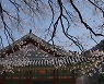 [더 한장] 꽃은 피고 또 지고