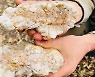 커다란 돌 주웠는데…쪼개 보니 2.6㎏ 금덩어리 ‘잭팟’