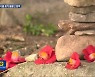 [영상] 천년고찰 선운사에 핀 찰나의 꽃 동백