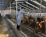 영양군, 소·염소 사육농가 6469두 구제역백신 접종