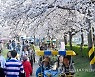 경포 벚꽃축제 개막