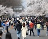 "벚꽃엔딩 아니죠, 벚꽃 시작이죠" 여의도에 구름인파 몰렸다