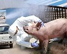 포천 돼지농장에서 ASF 발생‥지난달 발생 농장과 동일 소유주