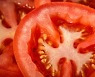 [주말엔 음식] 암 예방에 효과적인 토마토, 구토·복통 유발 주의