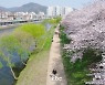 [날씨]벚꽃보기 좋은 날씨..내일 낮 기온 25도 안팎