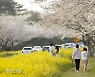 '노란 봄 위로 날리는 하얀 봄'…제주엔 봄이 절정[정동길 옆 사진관]