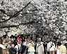 경기도청 봄꽃축제 일부 시작... 상춘객 북적 [포토뉴스]
