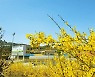[사진] 노란 개나리 꽃그늘 아래… '봄봄봄' 봄이 왔네요