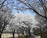 [거창] 산책하기 좋은 벚꽃길