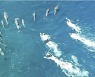 “돌고래 낮잠 자야하니 괴롭히지 마”…하와이 정부 수영선수들 고발