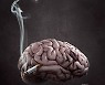 [위클리 건강] "흡연 변명 이유없다…금연 후 살쪄도 뇌졸중 위험 '뚝'"