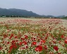 경남 양산 황산공원 ‘꽃의 향연’…27일부터 6월11일까지