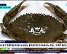 [제주 연안 생물종이 바뀐다]1. 커다란 집게 '톱날꽃게' 제주 첫 확인