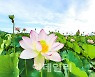 "700년 전 고려시대 연꽃, 국립세종수목원서 보세요"