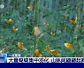 중국, 수만 마리 나비가 연출한 장관