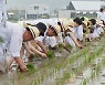 소 몰고 써레질에 손 모내기까지…‘신정호 아트밸리 에코 농(農)파크 페스티벌’ 인기