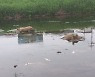 양주 아스콘 공장 기름 유출… 물고기 '떼죽음'