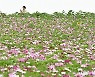 활짝 핀 코스모스