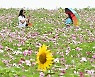 6월에 만개한 코스모스