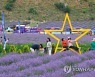 폐광지의 보랏빛 변신…동해 라벤더 축제