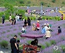 폐광지의 보랏빛 변신…동해 라벤더 축제