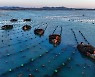 [PRNewswire] Xinhua Silk Road "중국 동부 산둥성 룽청에서 다시마 수확 개시"