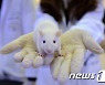 타우린 보충, 쥐·원숭이 노화 늦췄다…"인간 대상 연구는 추후에"