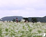 메밀꽃 핀 제주