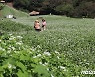 [풍경] '가을의 전령사' 메밀꽃 눈처럼 수놓인 청주 추정리