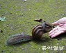 [바람개비]월정사 전나무숲길 다람쥐