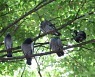 광주 공원서 비둘기 '집단 폐사'…'농약 성분' 나와 수사 의뢰