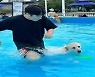늦여름 무더위에 집사와 물놀이…한강 ‘공공 수영장’에 반려견 1800여마리 찾았다