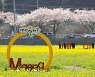 삼척의 봄과 함께~ 맹방유채꽃축제 29일 개막