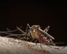 미주 지역 뎅기열 확산…"350만명 감염·1천여명 사망"