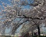 [날씨] 남부 벚꽃 개화, 봄꽃 축제 열려...주말 전국 맑음