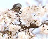 벚꽃이 반가운 직박구리