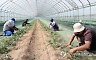 강원도, 외국인 계절노동자 3천500여명 농촌에 투입