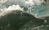 해수부, 제주 남방큰돌고래 보호 위해 생태지킴이 10명 선정